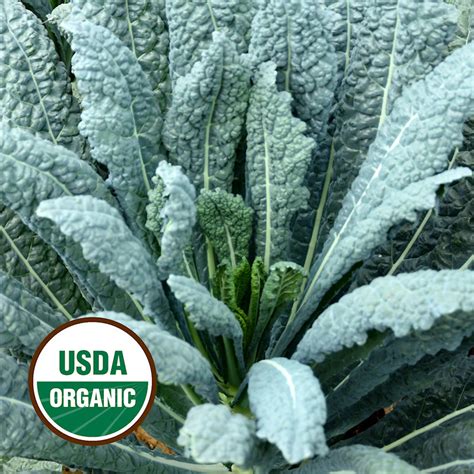 Organic Kale Seeds Organic Lacinato
