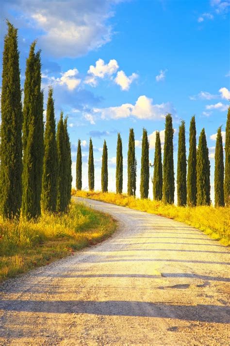 Tuscany Cypress Trees White Road Rural Landscape Italy Europe Stock