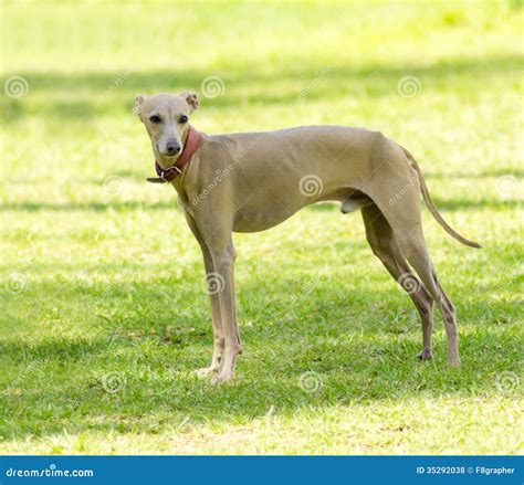 Italian Greyhound Stock Image | CartoonDealer.com #307609