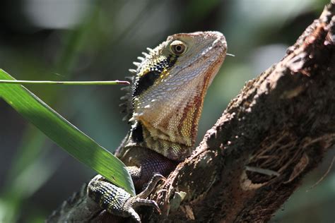 Free Images : nature, wildlife, green, fauna, lizard, close up, chameleon, vertebrate, animal ...