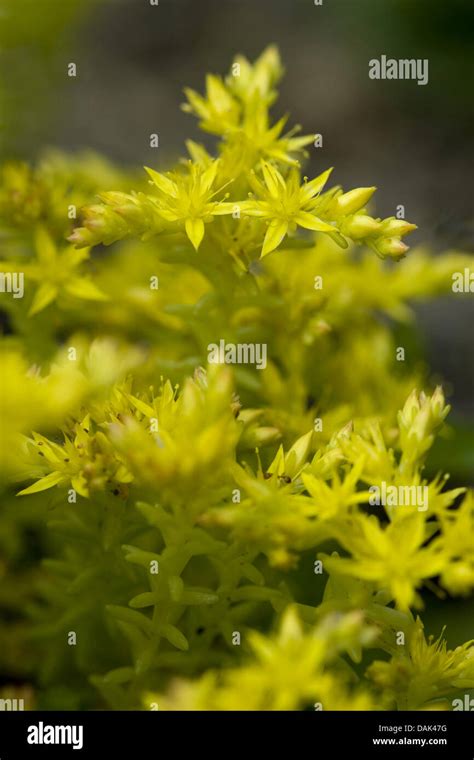 Tasteless Stonecrop Tasteless Yellow Stonecrop Hexagon Stonecrop