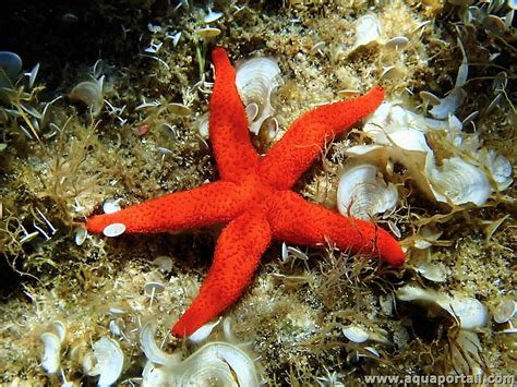 Echinaster sepositus l étoile de mer rouge de Méditerranée