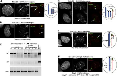 Line Activity In Facultative Heterochromatin Formation During X