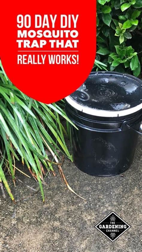 Diy Mosquito Trap With A 3 Or 5 Gallon Bucket Gardening Channel