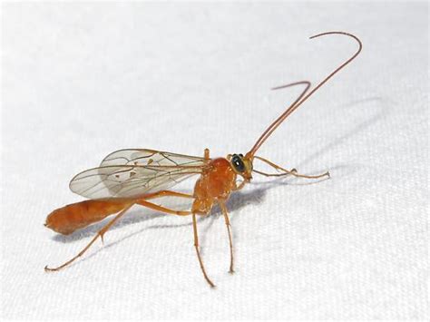 Genus Ophion Short Tailed Ichneumon Wasp Enicospilus Purgatus Bugguide