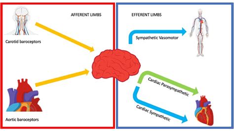 Vasovagal Syncope An Overview Of Pathophysiological Mechanisms