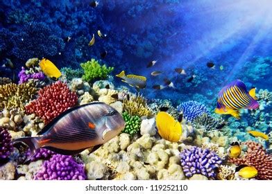 Coral Fish Red Seaegypt Stock Photo Shutterstock