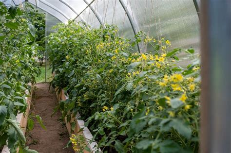 Los Tomates Florecen En El Invernadero Flores Amarillas Brillantes En