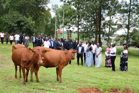 Iburasirazuba Abikorera Baremeye Inka Abarokotse Jenoside