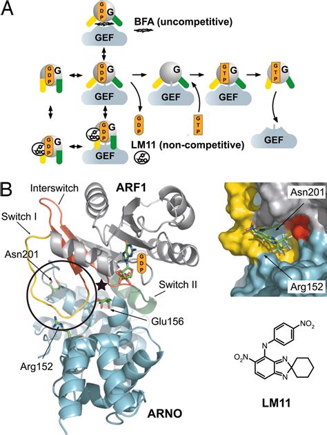 Structure Based Discovery Of An Inhibitor Of Arf Activation By Sec