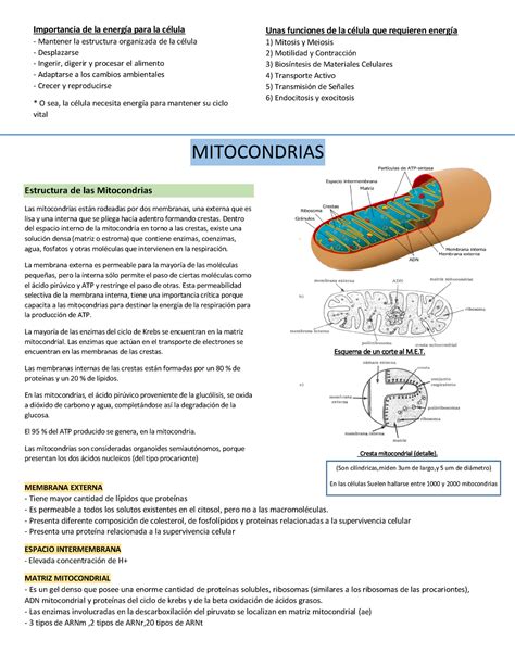 Resumen DE BIO Celular 2DO Parcial UBA XXI Estructura De Las