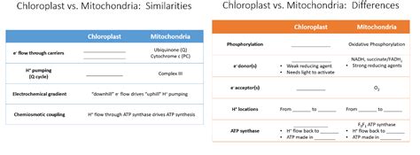 Solved Chloroplast vs. Mitochondria: Similarities | Chegg.com