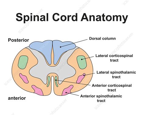 Spinal Cord Anatomy