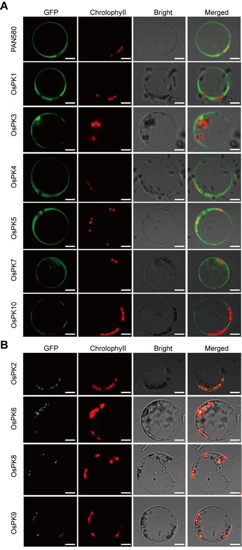 Subcellular Localization Of Pks In Rice A Transient Expression Of