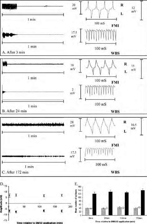 Typical Electrophysiological Responses Recorded From The Download