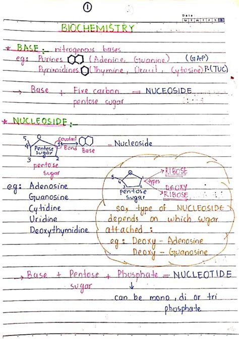 Solution Biochemistry Metabolism Overview Studypool