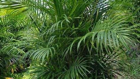 Plants