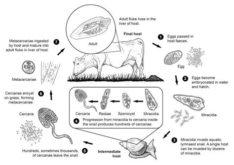 Fluke Life Cycle Wormboss