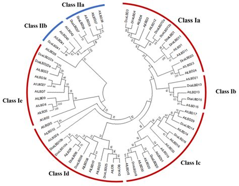 Ijms Free Full Text Genome Wide Analysis Of Lbd Transcription