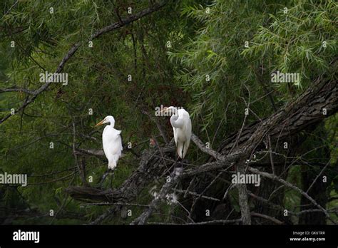 Pair Of Great White Egrets Perches In Tree Stock Photo Alamy