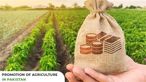 How To Promote The Agriculture Sector In Pakistan Legalversity