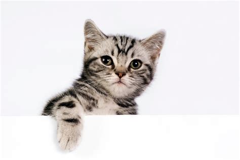Big house cats: What are the biggest cat breeds?