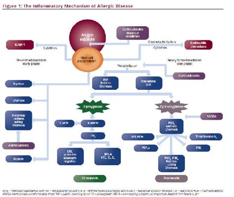 Topical Corticosteroids and Antihistamines—Mast Cell Stabilizers for ...