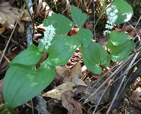 Maianthemum Dilatatum False Lily Of The Valley White Flowered