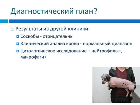 Фолликулит собак - презентация онлайн