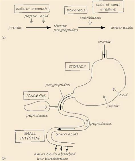 Protein Digestion Flow Chart Hot Sex Picture