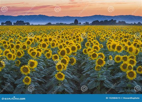 Sunflower Field At Sunset Near Woodland California Stock Image Image