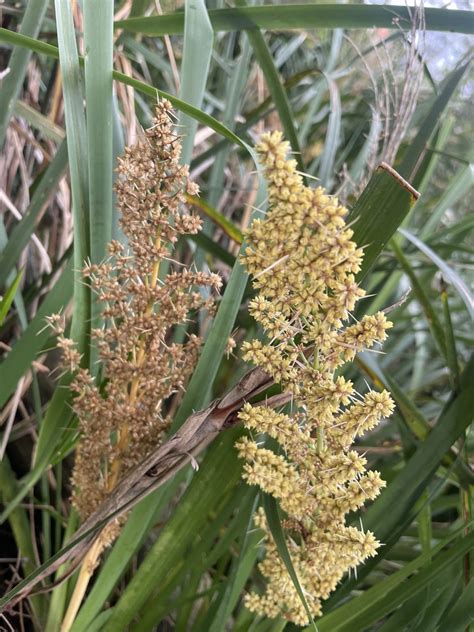 Lomandra From Soult St Sans Souci NSW AU On November 5 2023 At 06