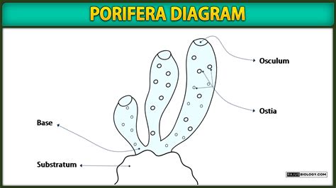 Phylum Porifera Characteristics Classification And Examples With