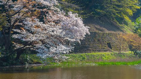 Follow The Cherry Blossom Trail Tokyos 10 Best Sakura Viewing Spots