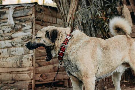 Unlocking the Anatolian Akbash: Origins, Traits, and Care