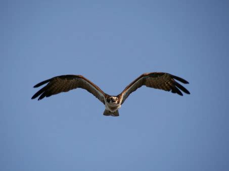 Gratis Billeder Natur Fugl Vinge Himmel Bev Gelse Fiskeri