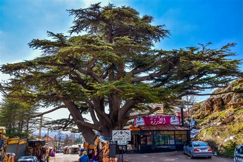 The Famous Cedar Tree Lebanon My Interview On Cvisuali Bl Flickr