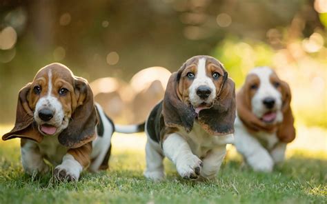 Basset Hound High Definition Wallpapers