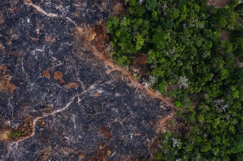 Scientists Say Amazon Rainforest Is At Tipping Point And Parts Could