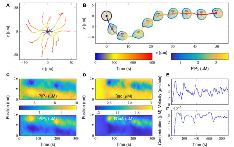 Figure From Two Complementary Signaling Pathways Depict Eukaryotic