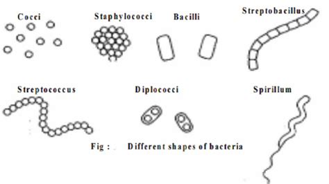 Classification of bacteria based on the shape and arrangement