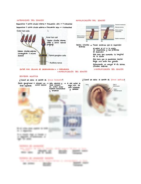 SOLUTION Fisiolog A De La Audici N Y Del Equilibrio Studypool