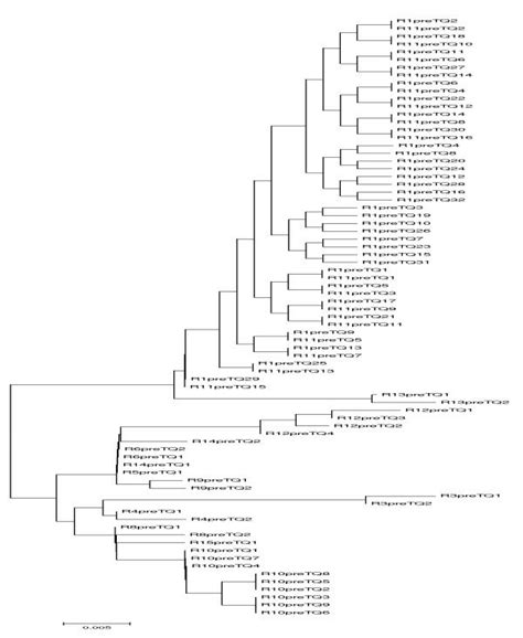 Phylogenetic Trees Of 5 Noncoding Region Quasispecies In Responder