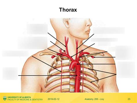 Diagram Of LEC 11 Thorax Arteries Diagram Quizlet