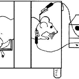 Plantar flexion of the ankle during muscle contractions. | Download ...