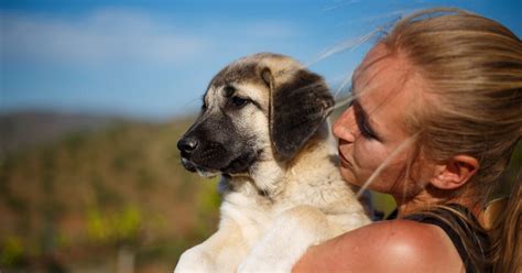 Spanische Hunderassen Alle Hunde Mit Bildern Hundekumpel