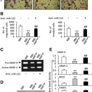 Overexpression Of Hnf Inhibits Cell Migration And Invasion By