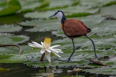 African Jacana Actophilornis Africana Stock Image Image Of African