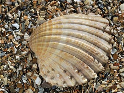 Prickly Cockle Shell On Beach Mediterranean France Photographic Print Philippe Clement