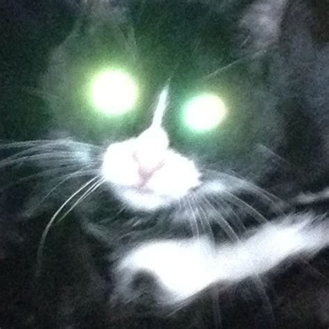 Possessed ?..... | Animals, Cats, Kitty